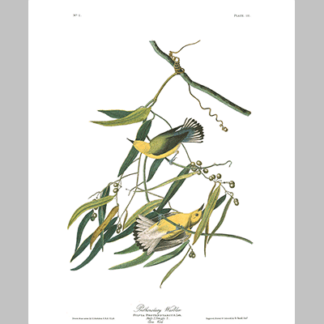 3, Prothronolary Warbler