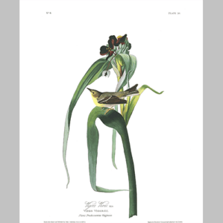 30 Vigors Vireo