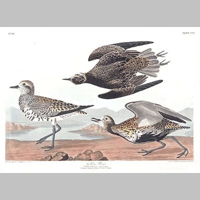 300 golden plover