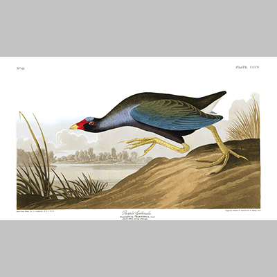 305 purple gallinule