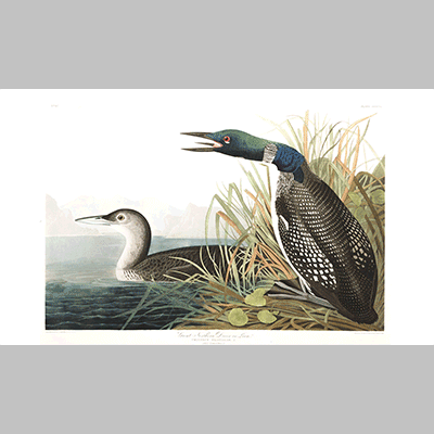 306 great norther diver or loon