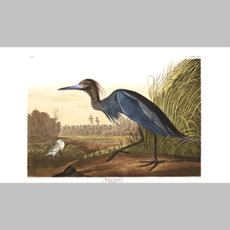 307 Blue Crane or Heron