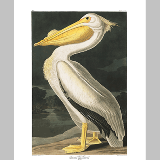 311 American White Pelican