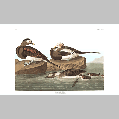 312 long tailed duck