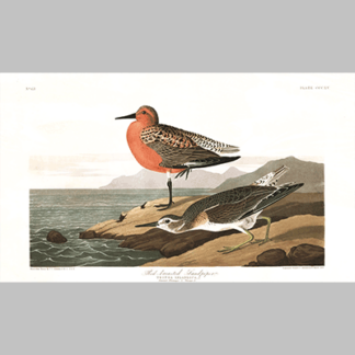 315 red breasted sandpiper