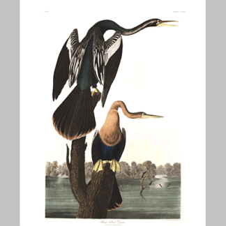 316 Black Bellied Darter