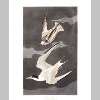 319 Lesser Tern