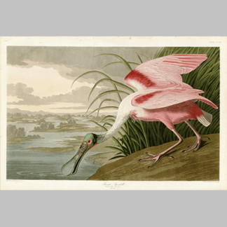 321 Roseate Spoonbill