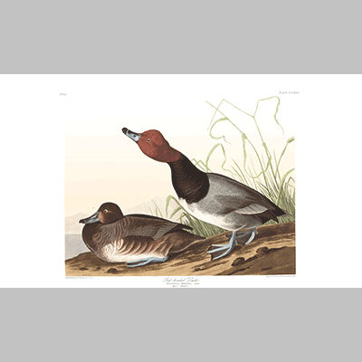 322 red headed duck