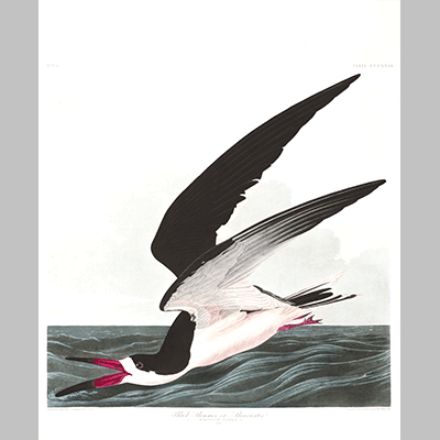 323 Black Skimmer or Shearwater