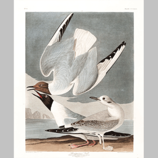 324 Bonapartian Gull