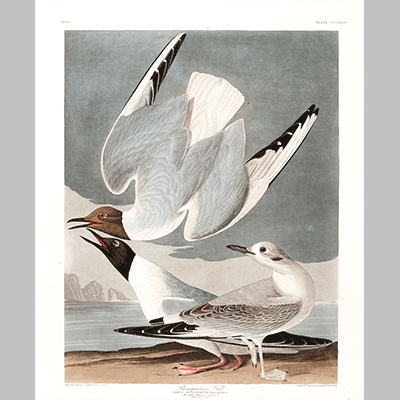324 Bonapartian Gull