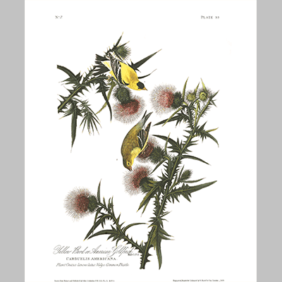 33 American Goldfinch