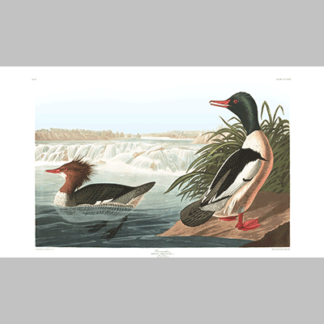 331 goosander