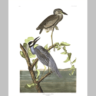 336 Yellow Crowned Heron