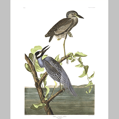 336 Yellow Crowned Heron