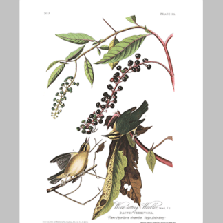 34 Worm Eating Warbler