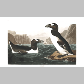 341 great auk