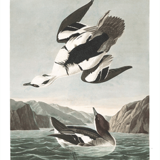 347 smew or white nun