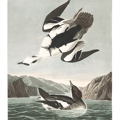 347 smew or white nun