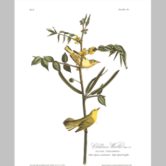 35 Children s Warbler
