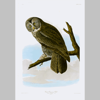 351 Great Cinereous Owl