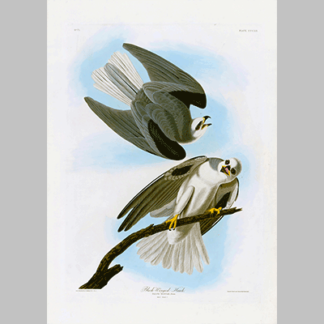 352 Black Winged Hawk