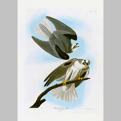 352 Black Winged Hawk