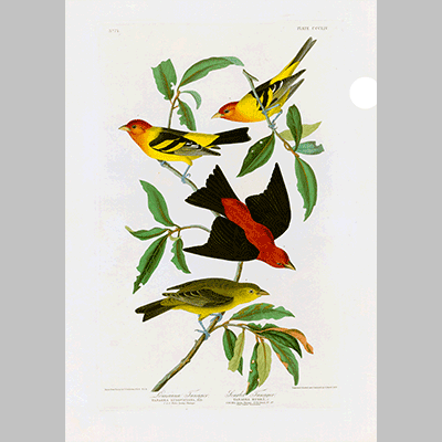 354 I. Louisiana Tanager 2 Scarlet Tanager