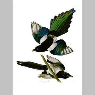357 American Magpie