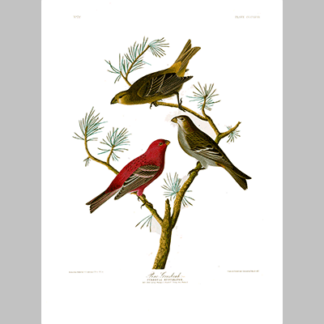 358 Pine Grosbeak