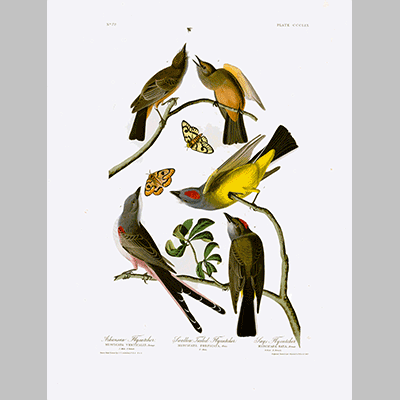 359 I. Arkansaw Flycatcher 2. Swallow Tailed Flycatcher 3 Says Flycatcher