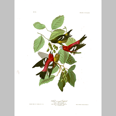 364 White winged Crossbill icon