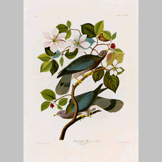 367 Band tailed Pigeon