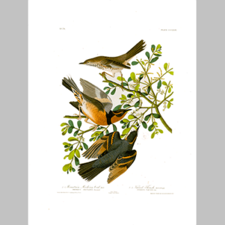 369 I. Mountain Mocking bird 2 Varied Thrush