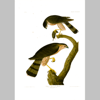 374 Sharp Shinned Hawk
