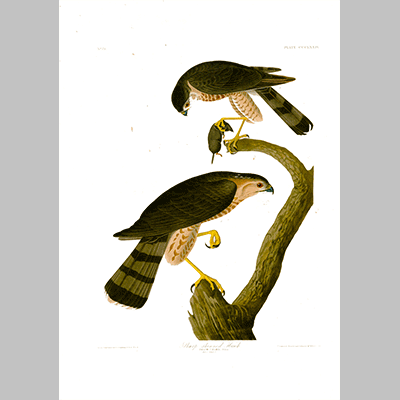 374 Sharp Shinned Hawk