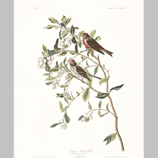 375 Lesser Red Poll