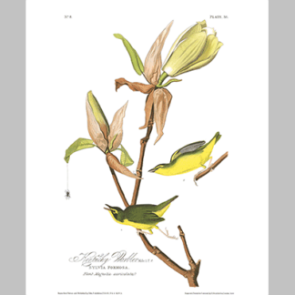 38 Kentucky Warbler