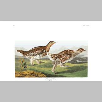 382 sharp tailed grouse