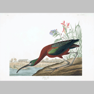 387 glossy ibis