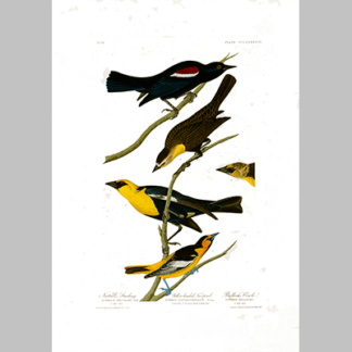 388 I. Nuttall s Starling 2. Yellow headed Troopial 3 . Bullock s Oriole