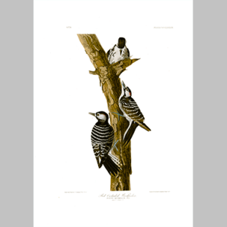 389 Red Cockaded Woodpecker