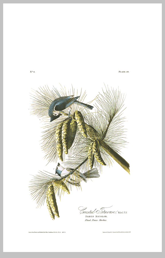39 Crested Titmouse 1 bp7