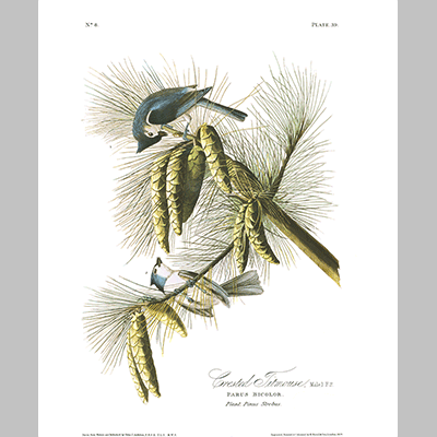 39 Crested Titmouse