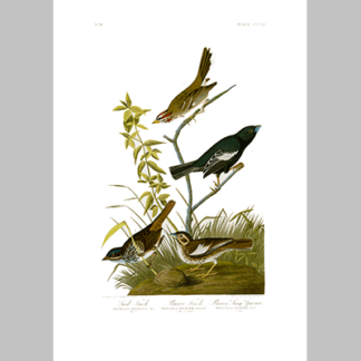 390 I. Lark Finch 2. Prairie Finch 3 Brown Song Sparrow