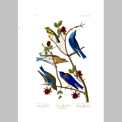 393 I. Townsend s Warbler 2. Arctic Blue bird 3. Western Blue bird