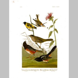394 I. Chestnut Coloured Finch 2. Black Headed Siskin 3. Black Crown Bunting 4 . Arctic Ground Finch
