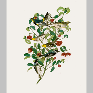 395 I. Audubon s Warbler 2. Hermit Warbler 3 Black Throated Gray Warbler