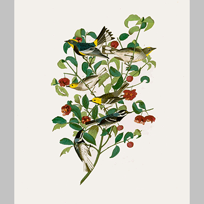 395 I. Audubon s Warbler 2. Hermit Warbler 3 Black Throated Gray Warbler